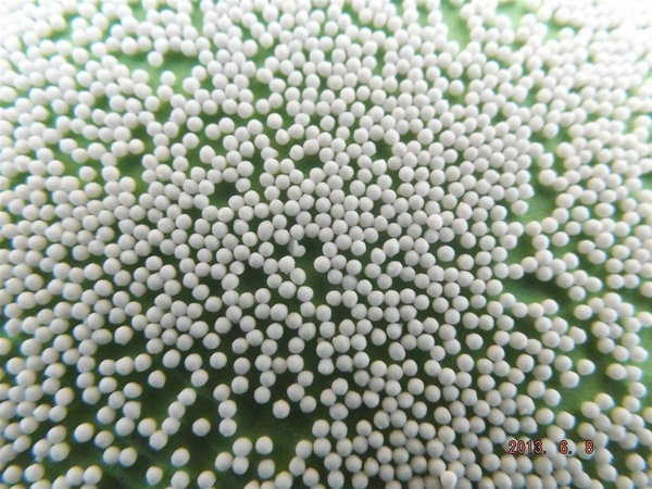 特效灵（促生长半胱胺）