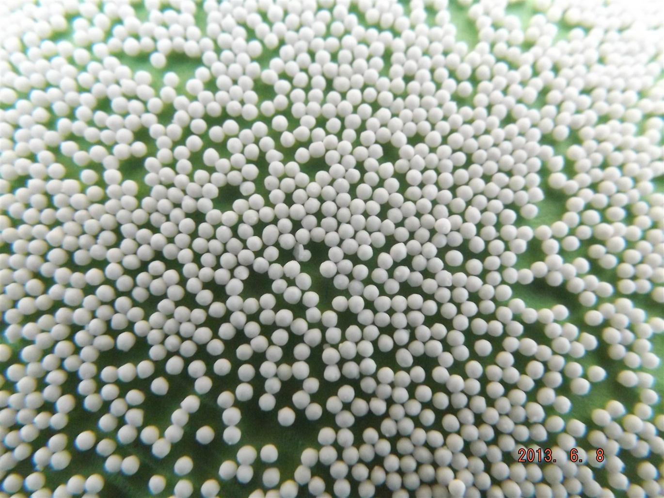 特效灵（促生长半胱胺）